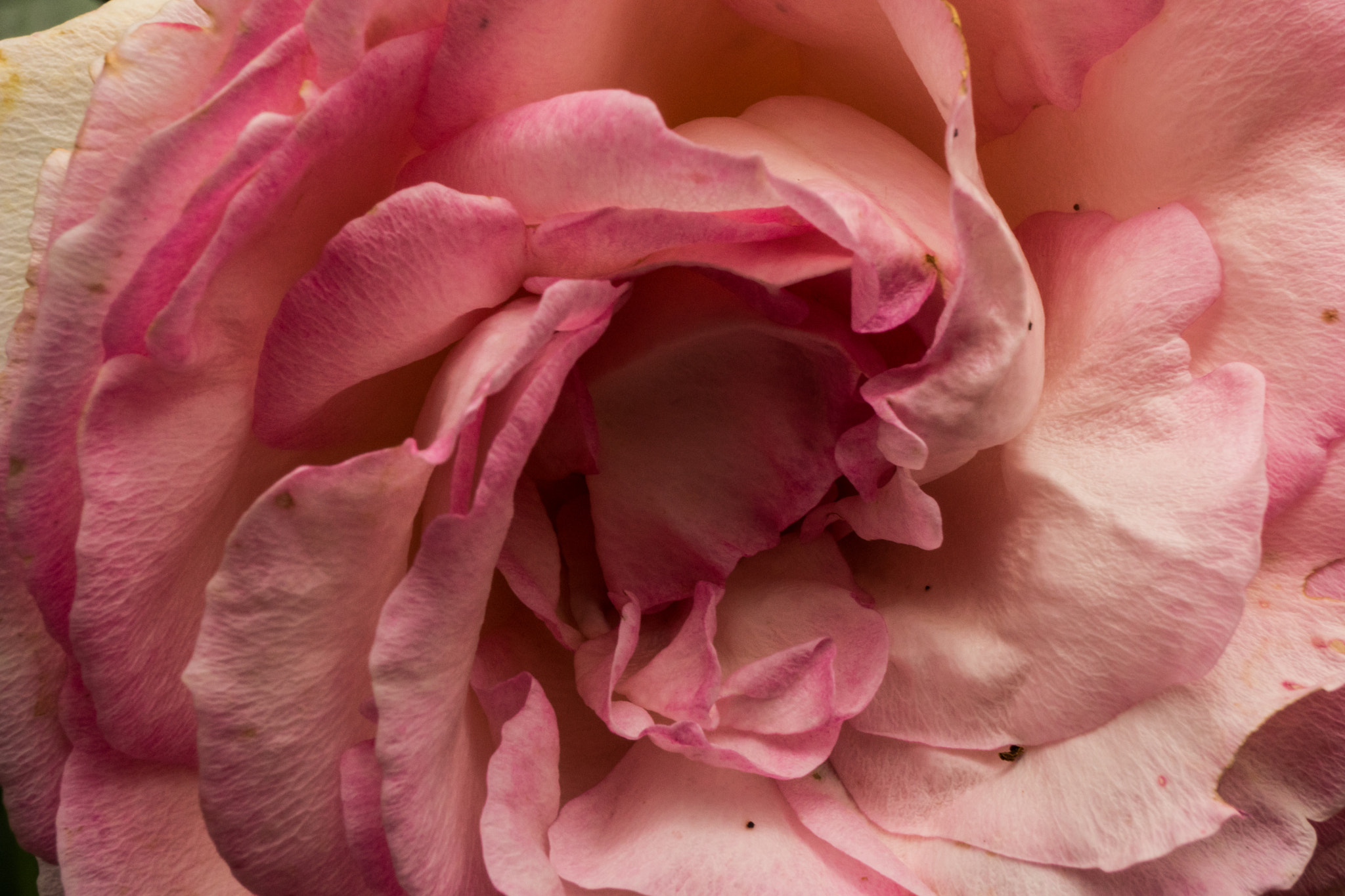 Sony SLT-A68 sample photo. Rosen photography