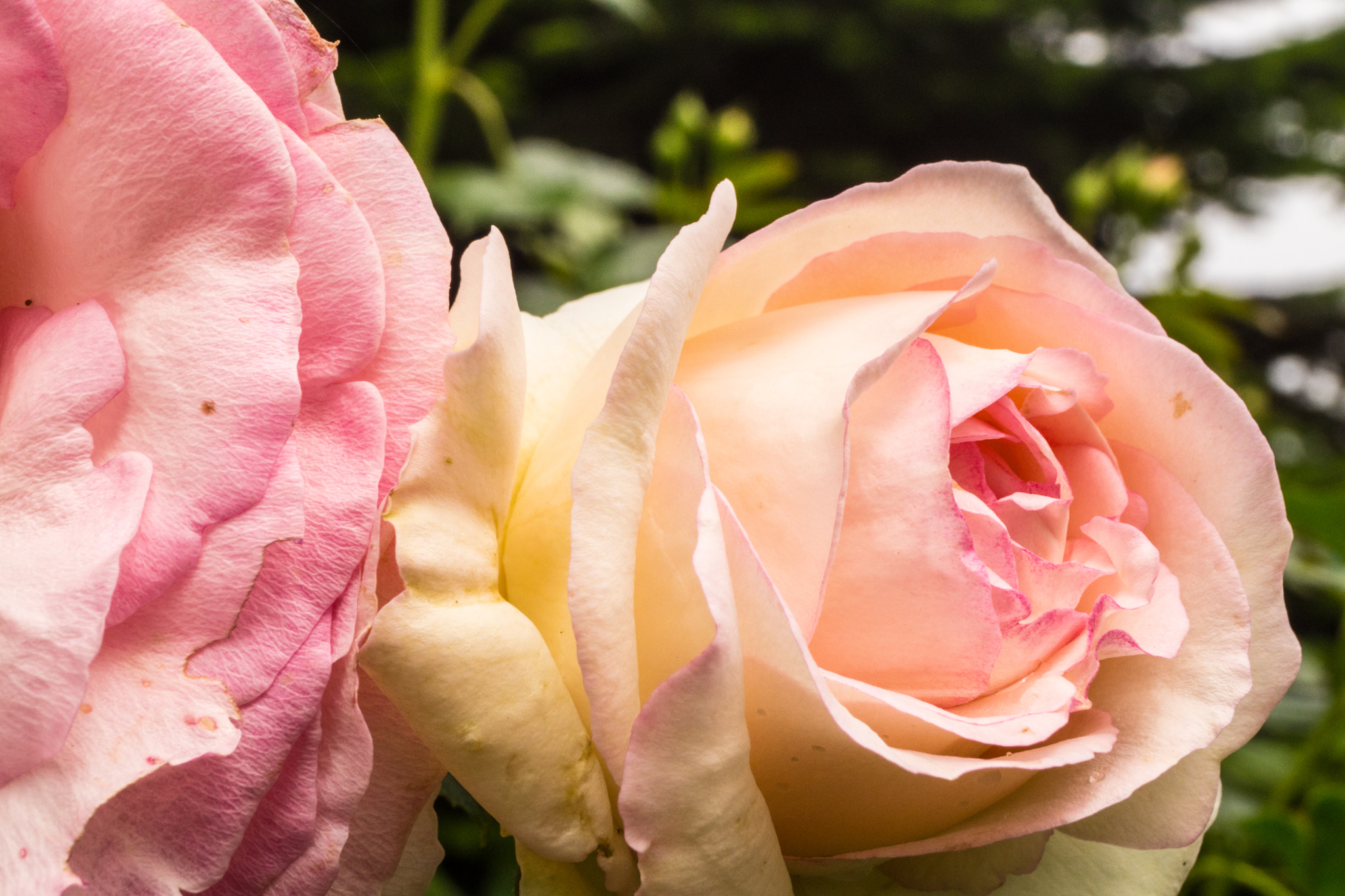 Sony SLT-A68 sample photo. Rosen photography