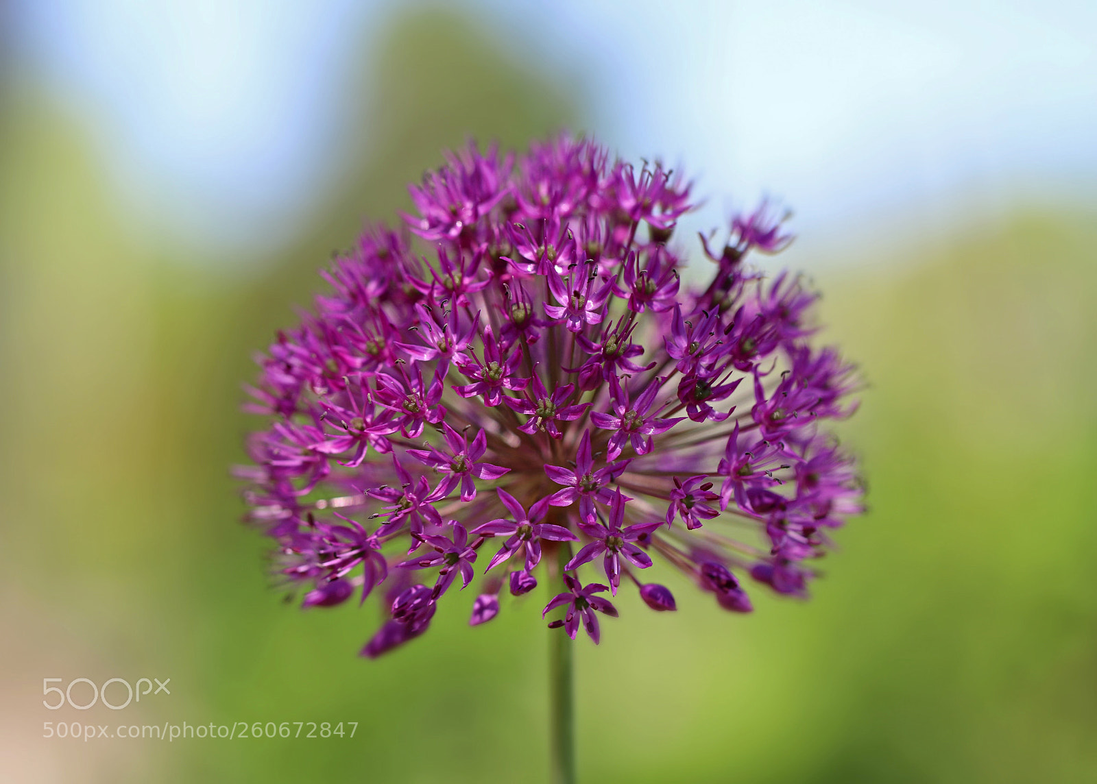 Canon EOS 6D Mark II sample photo. Allium photography