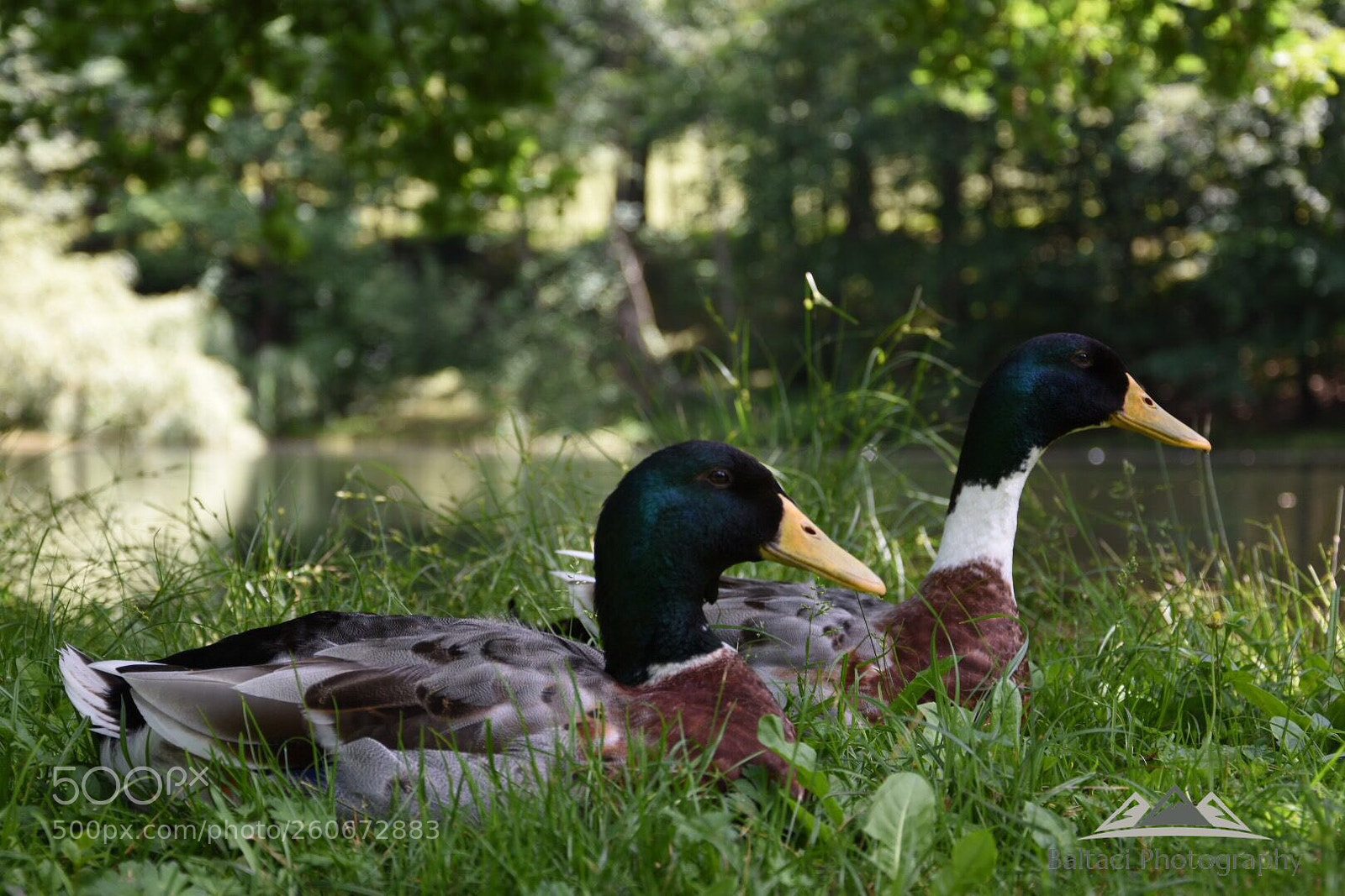 Nikon D7200 sample photo. Untitled photography