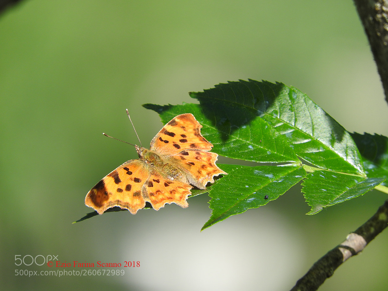 Nikon Coolpix P610 sample photo. Il giallo e il photography