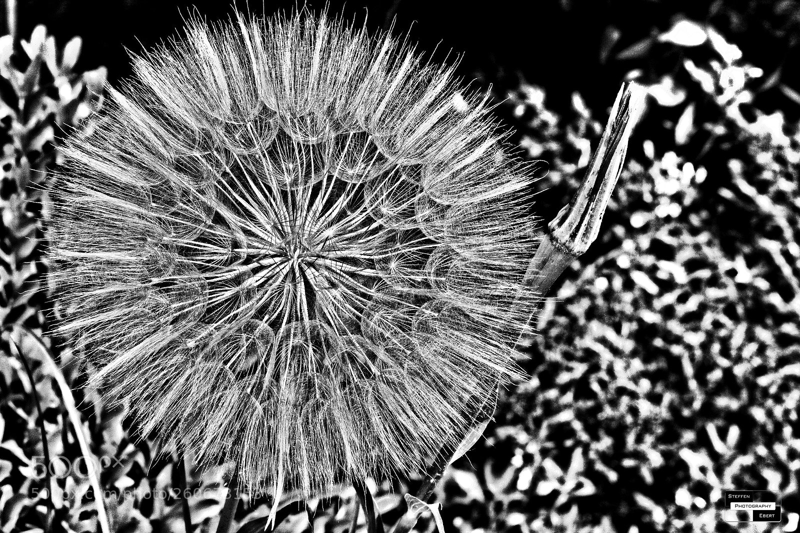 Canon EOS 760D (EOS Rebel T6s / EOS 8000D) sample photo. Graphical flower /2 photography