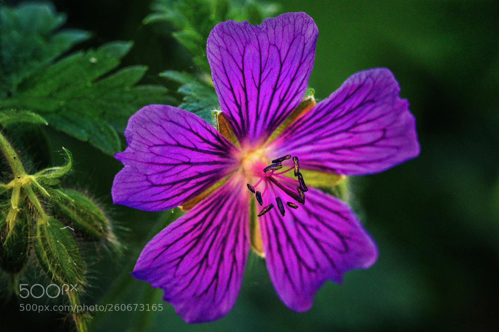 Canon EOS 6D sample photo. Purple photography