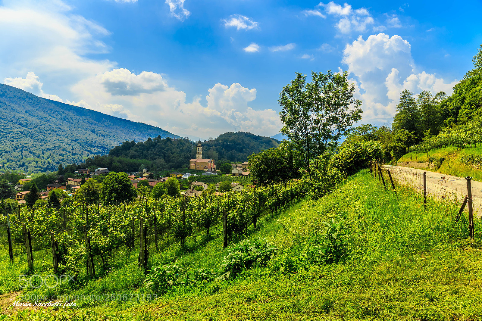 Canon EOS 6D sample photo. Tra i vigneti di photography