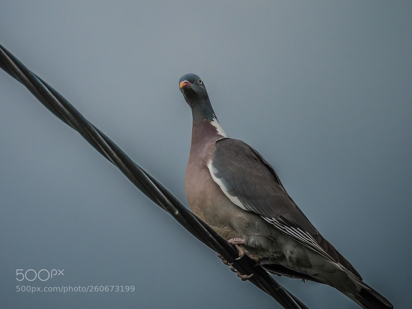 Olympus OM-D E-M5 II sample photo. Wood pigeon photography