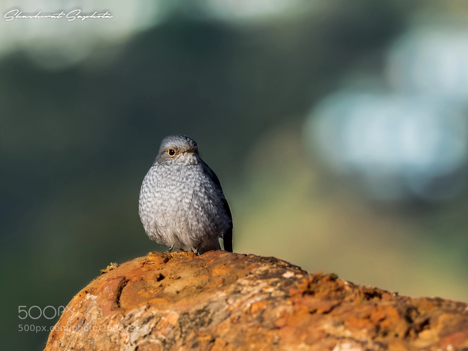 Canon EOS 7D Mark II sample photo. The plumbeous water redstart photography