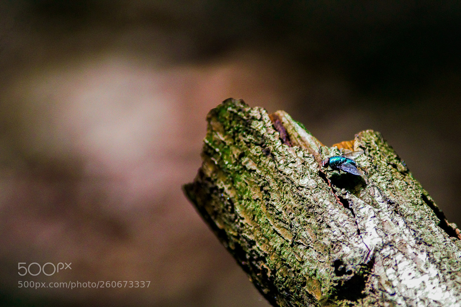 Canon EOS 6D sample photo. Blue photography
