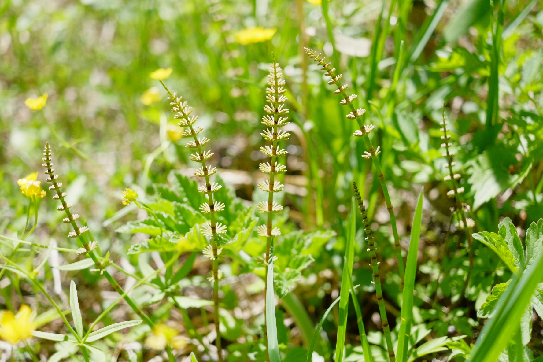 Fujifilm X-M1 sample photo