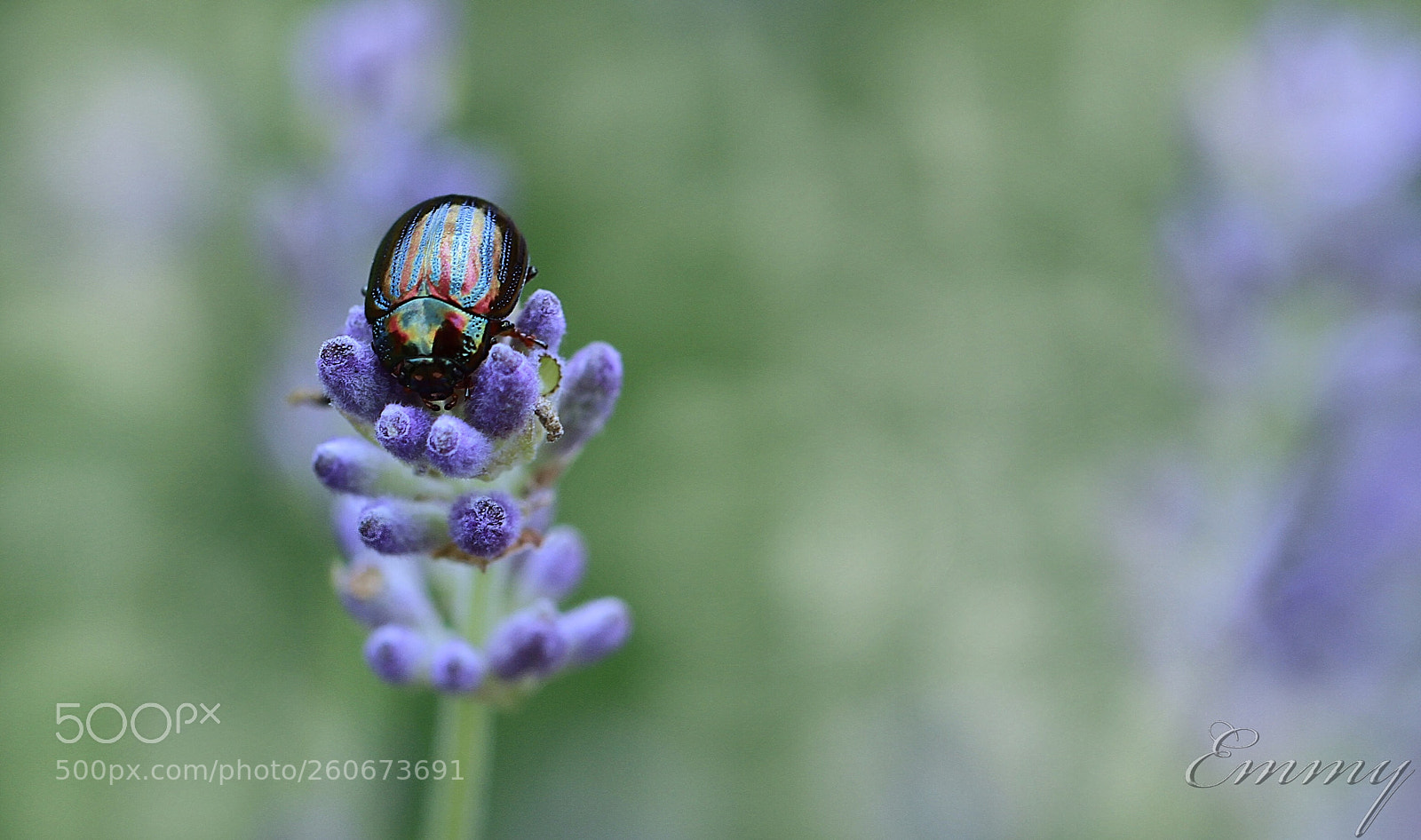 Canon EOS 7D sample photo. Colors  photography