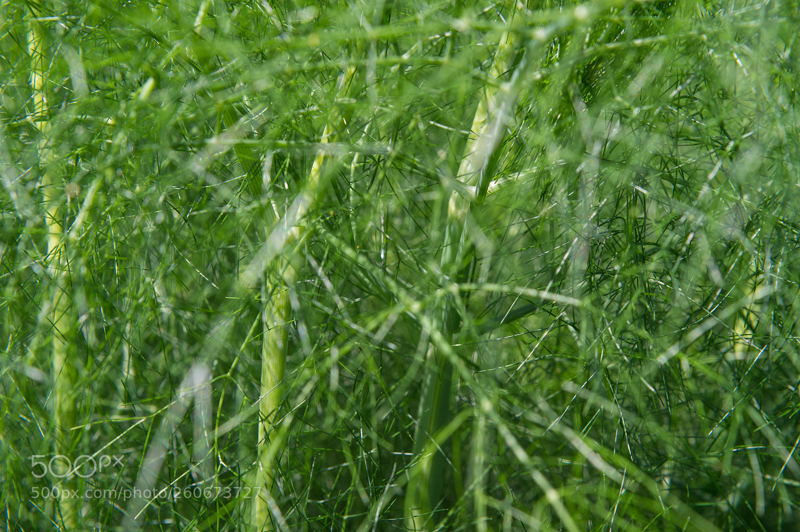 Nikon Df sample photo. Fennel photography