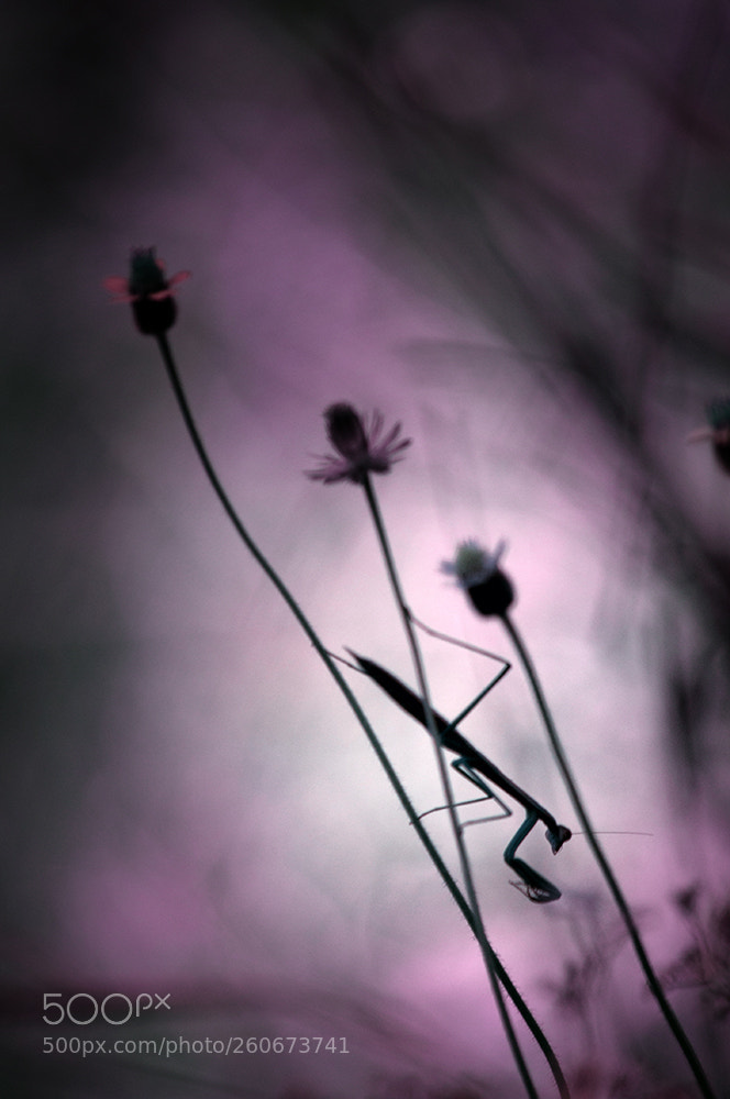 Nikon D90 sample photo. Grasshopper photography