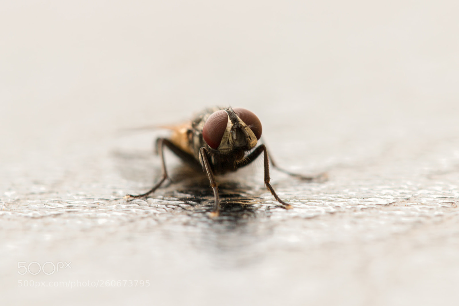 Canon EOS 70D sample photo. House fly photography