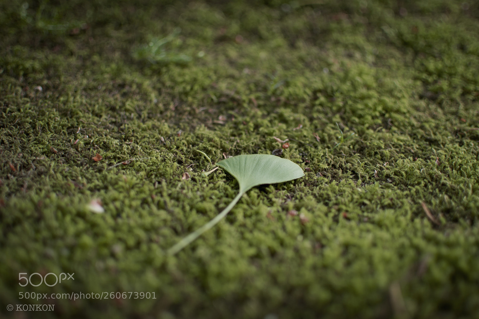 Nikon D7500 sample photo. Fallen leave photography