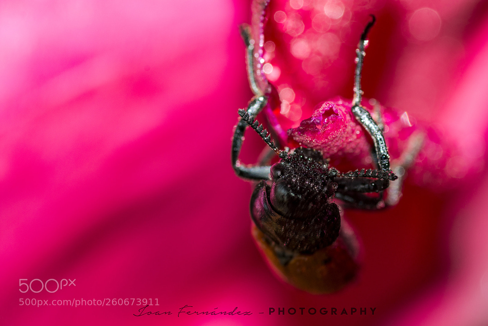 Nikon D7200 sample photo. Pink photography