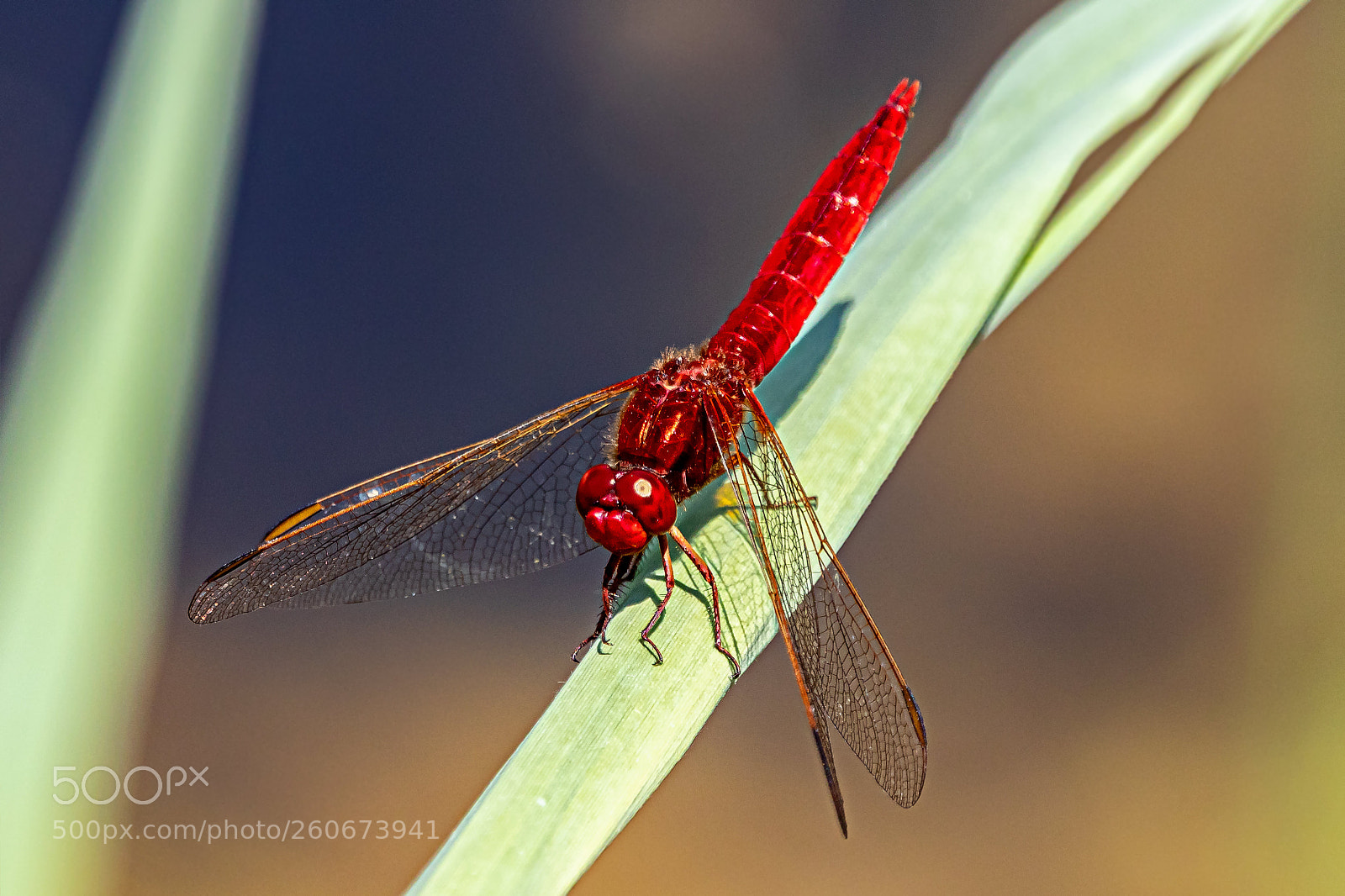 Canon EOS 80D sample photo. Scarlet darter, feuerlibelle photography