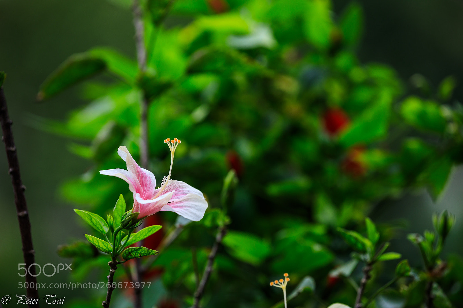 Canon EOS 5D Mark IV sample photo. Flower photography