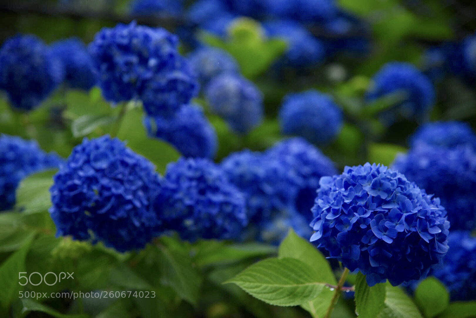 Nikon D750 sample photo. Hydrangea photography