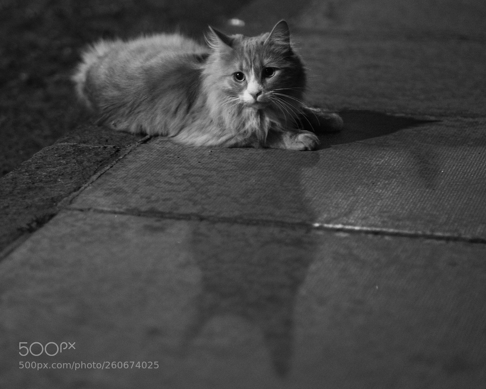Fujifilm X-E2 sample photo. Shadow play photography
