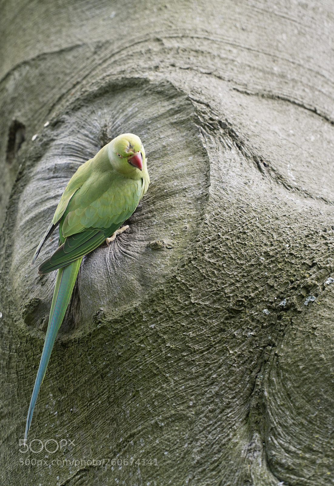 Sony a6300 sample photo. Parrot photography
