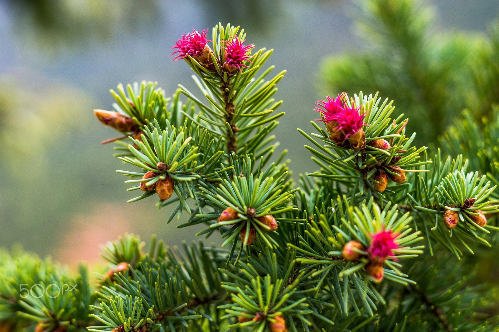 Sony a5100 sample photo. Wild flowers photography