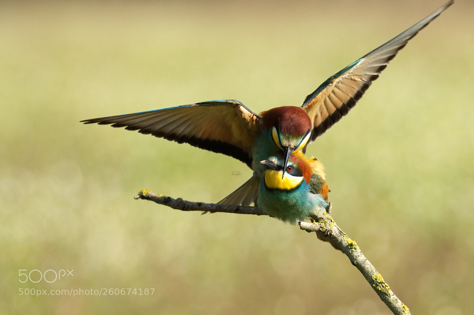 Nikon D500 sample photo. Accoppiamento gruccioni photography