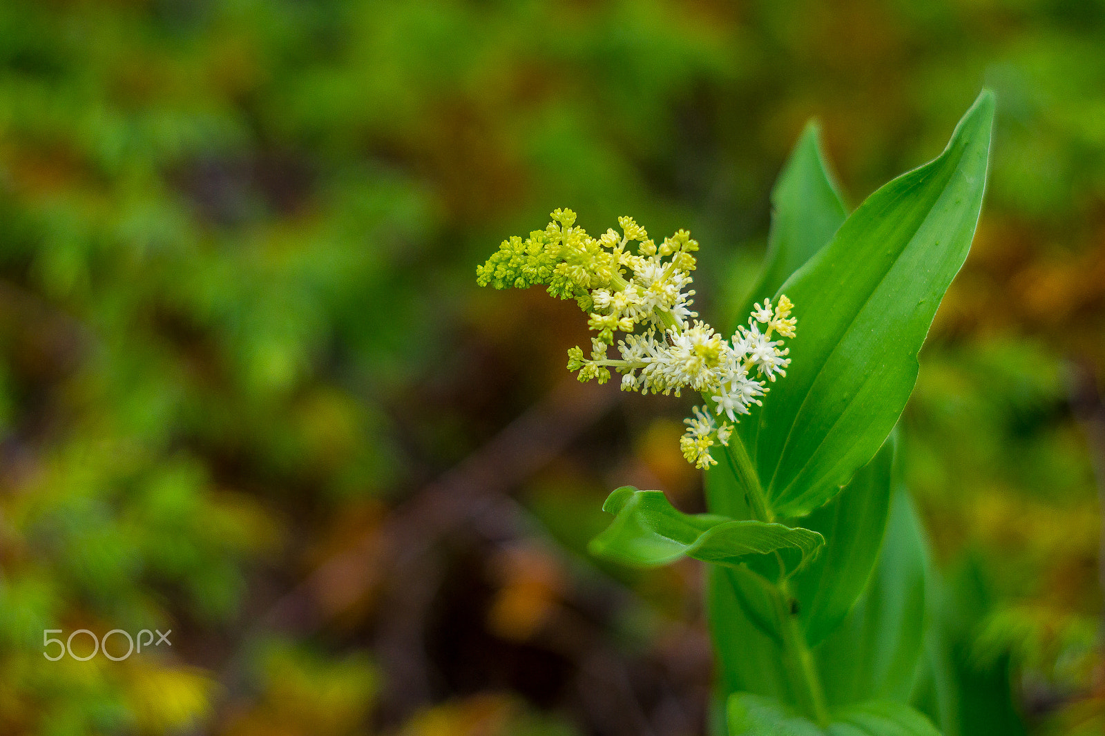 Sony a5100 sample photo. Wild flowers photography