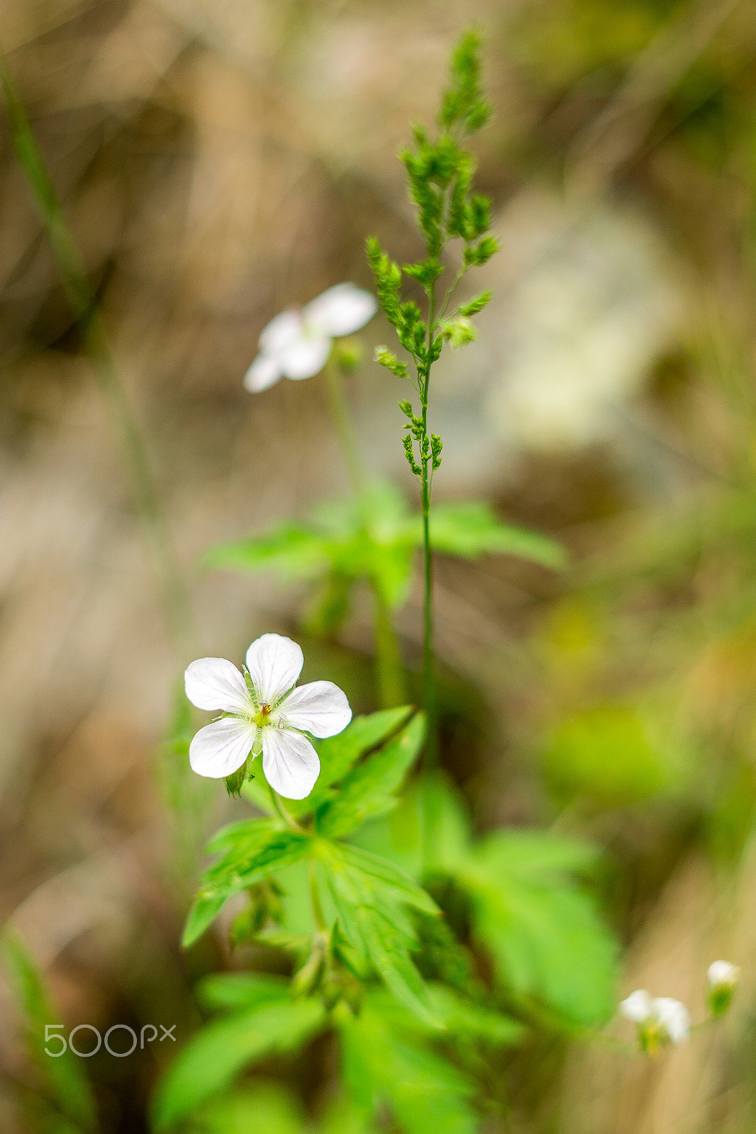 Sony a5100 sample photo. Wild flowers photography