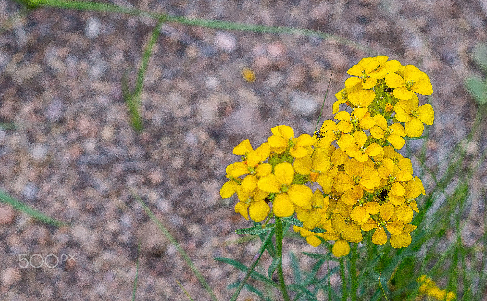 Sony a5100 sample photo. Wild flowers photography
