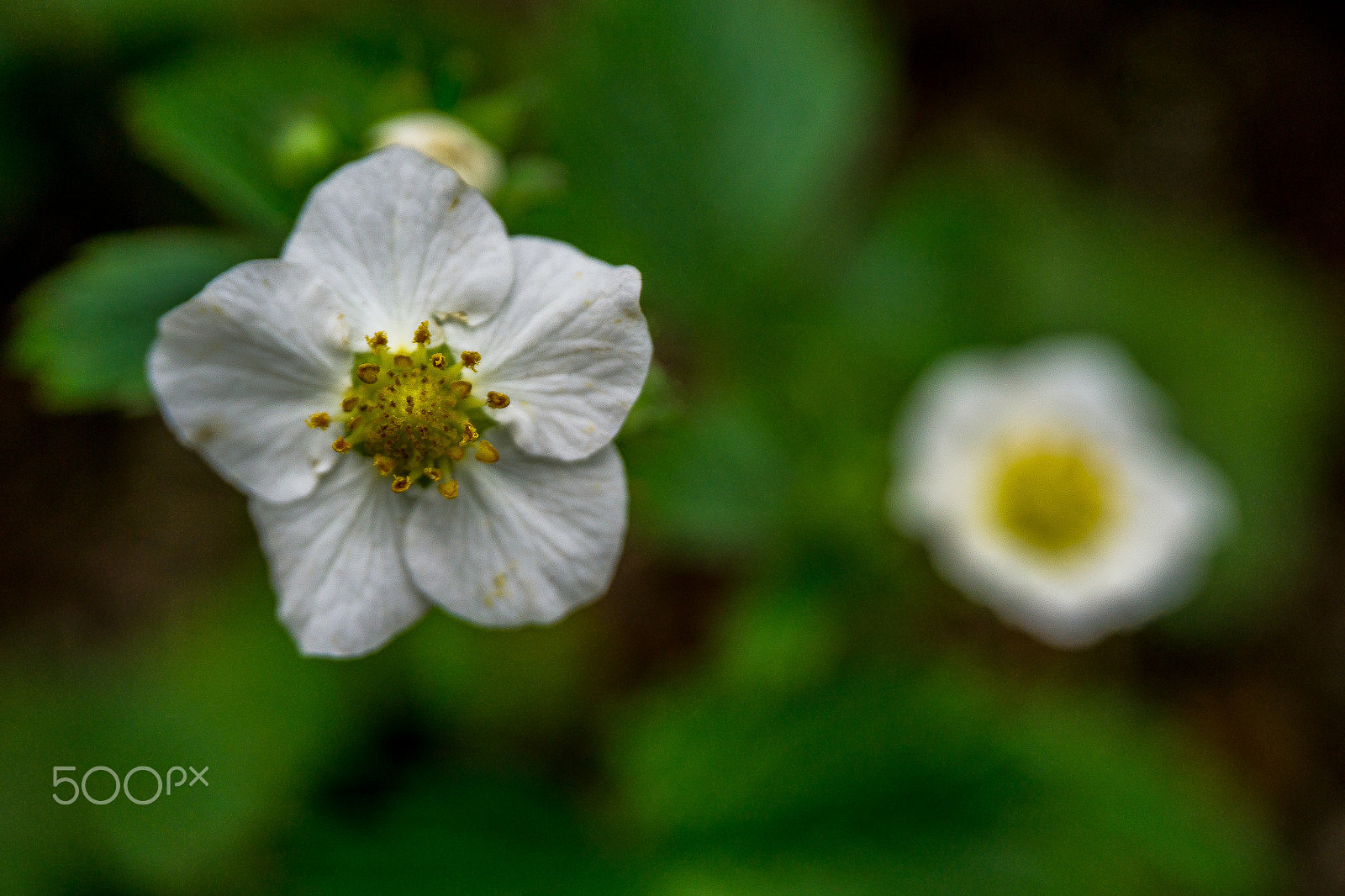 Sony a5100 sample photo. Wild flowers photography