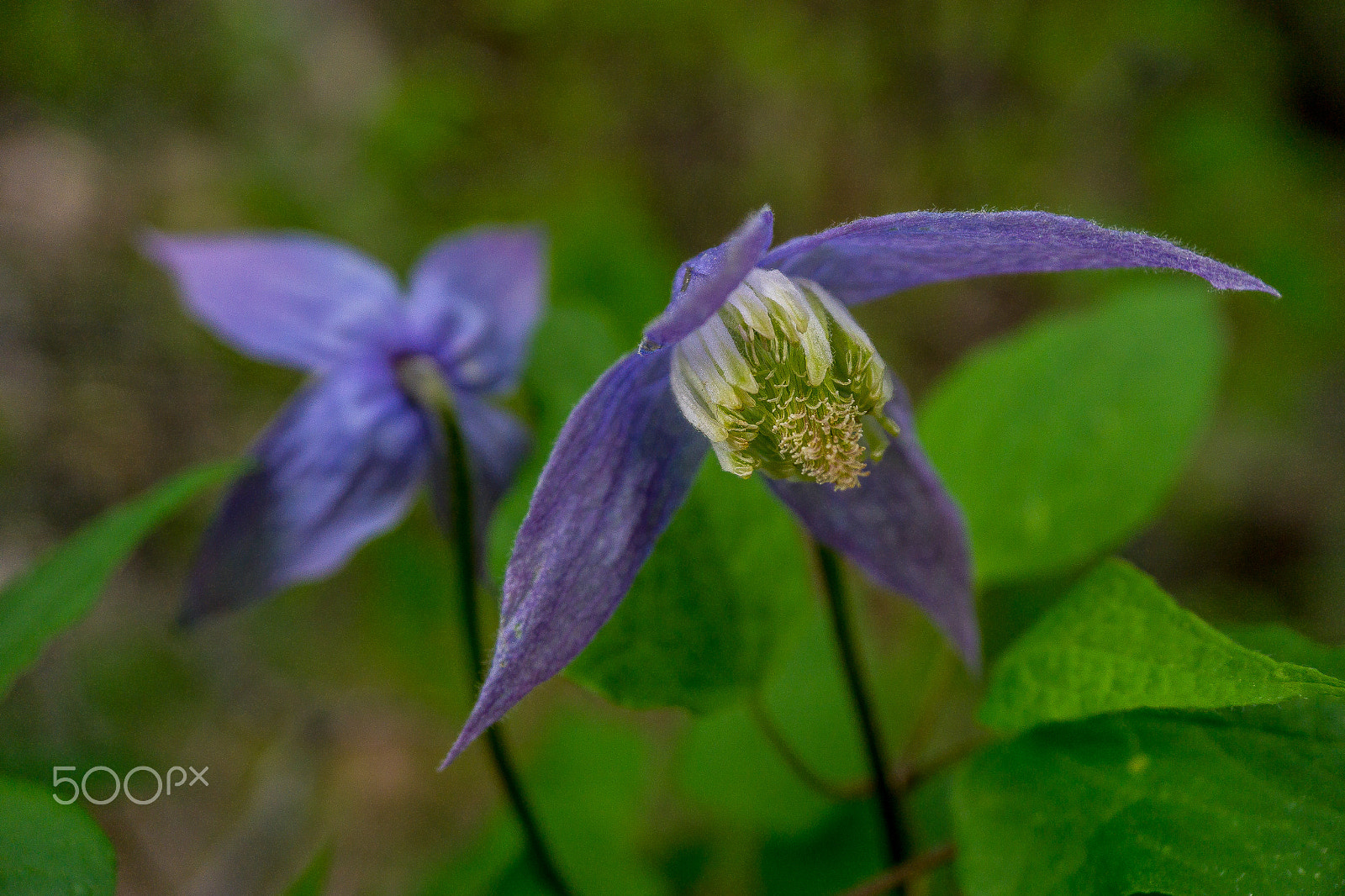 Sony a5100 sample photo. Wild flowers photography
