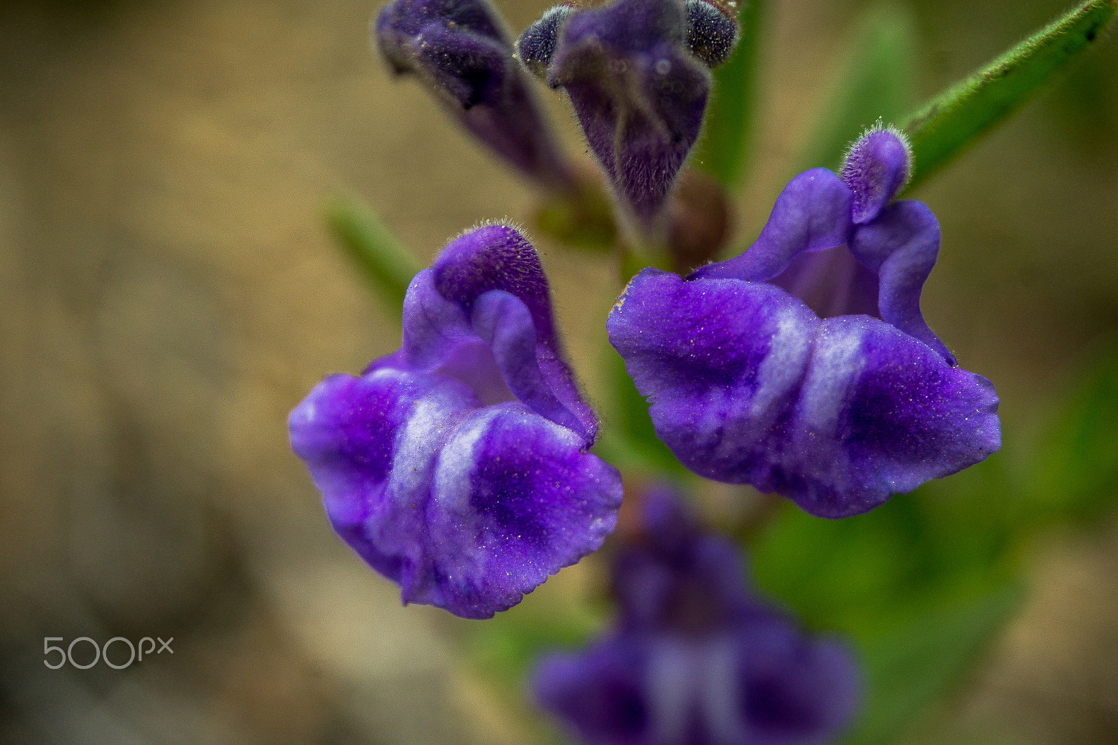 Sony a5100 sample photo. Wild flowers photography