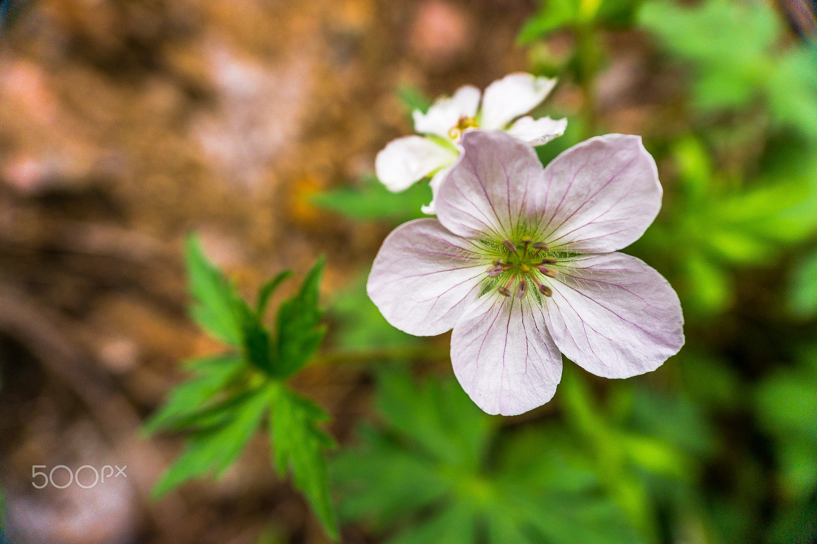 Sony a5100 sample photo. Wild flowers photography