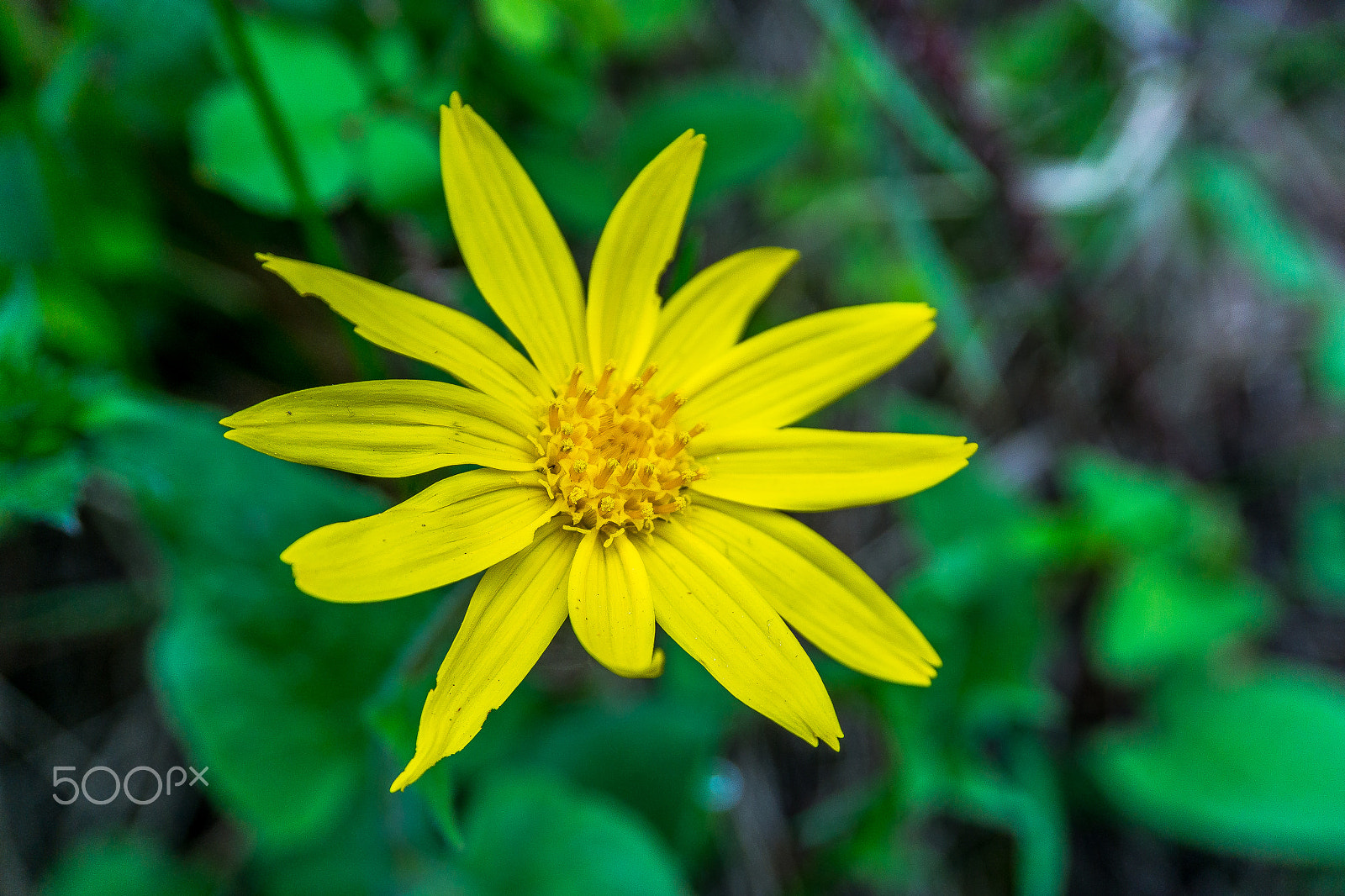 Sony a5100 sample photo. Wild flowers photography