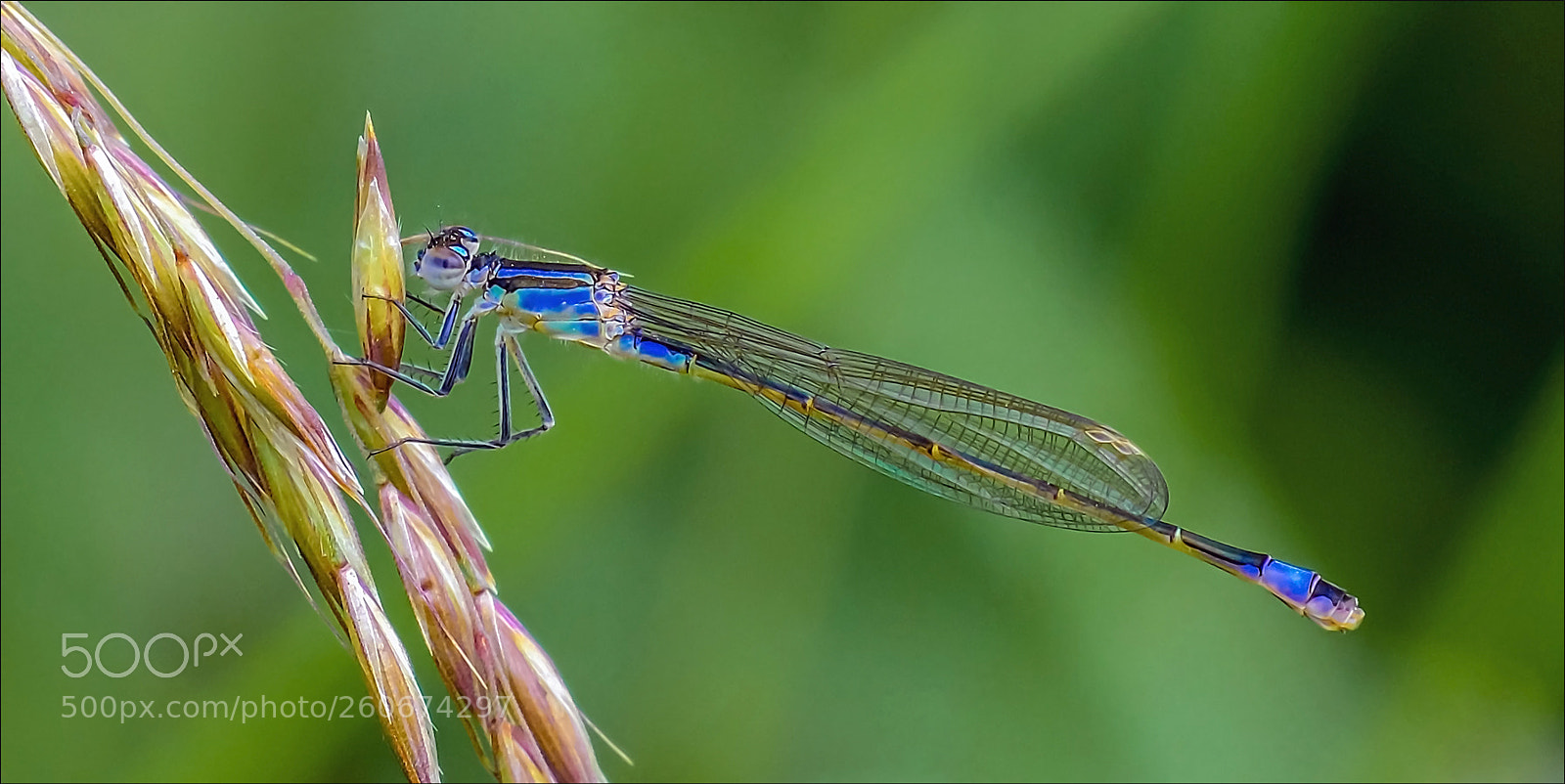 Nikon D500 sample photo. Juffer photography