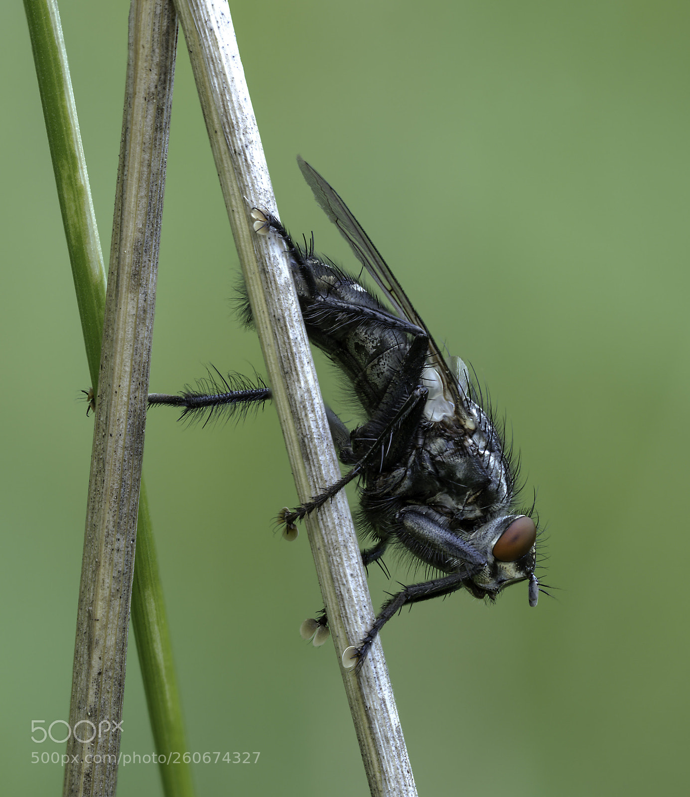 Olympus OM-D E-M1 Mark II sample photo. Only a fly photography