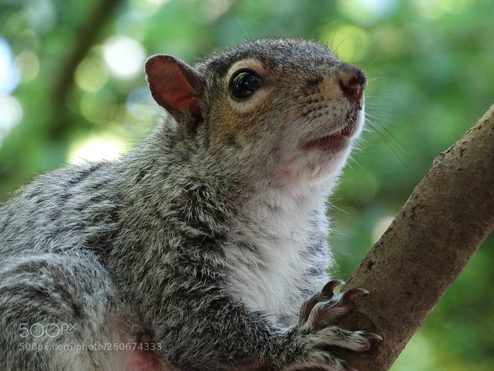 Sony Cyber-shot DSC-HX300 sample photo. Sp photography