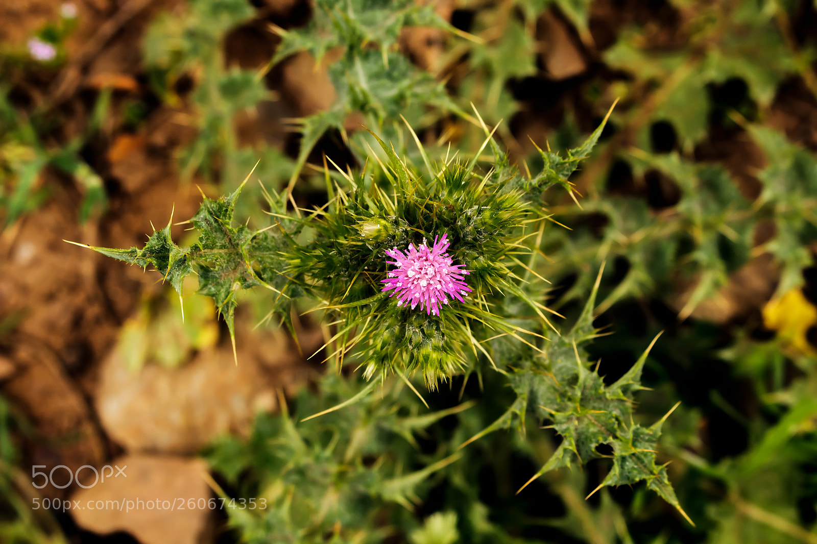 Canon EOS 700D (EOS Rebel T5i / EOS Kiss X7i) sample photo. Cardoon flower photography
