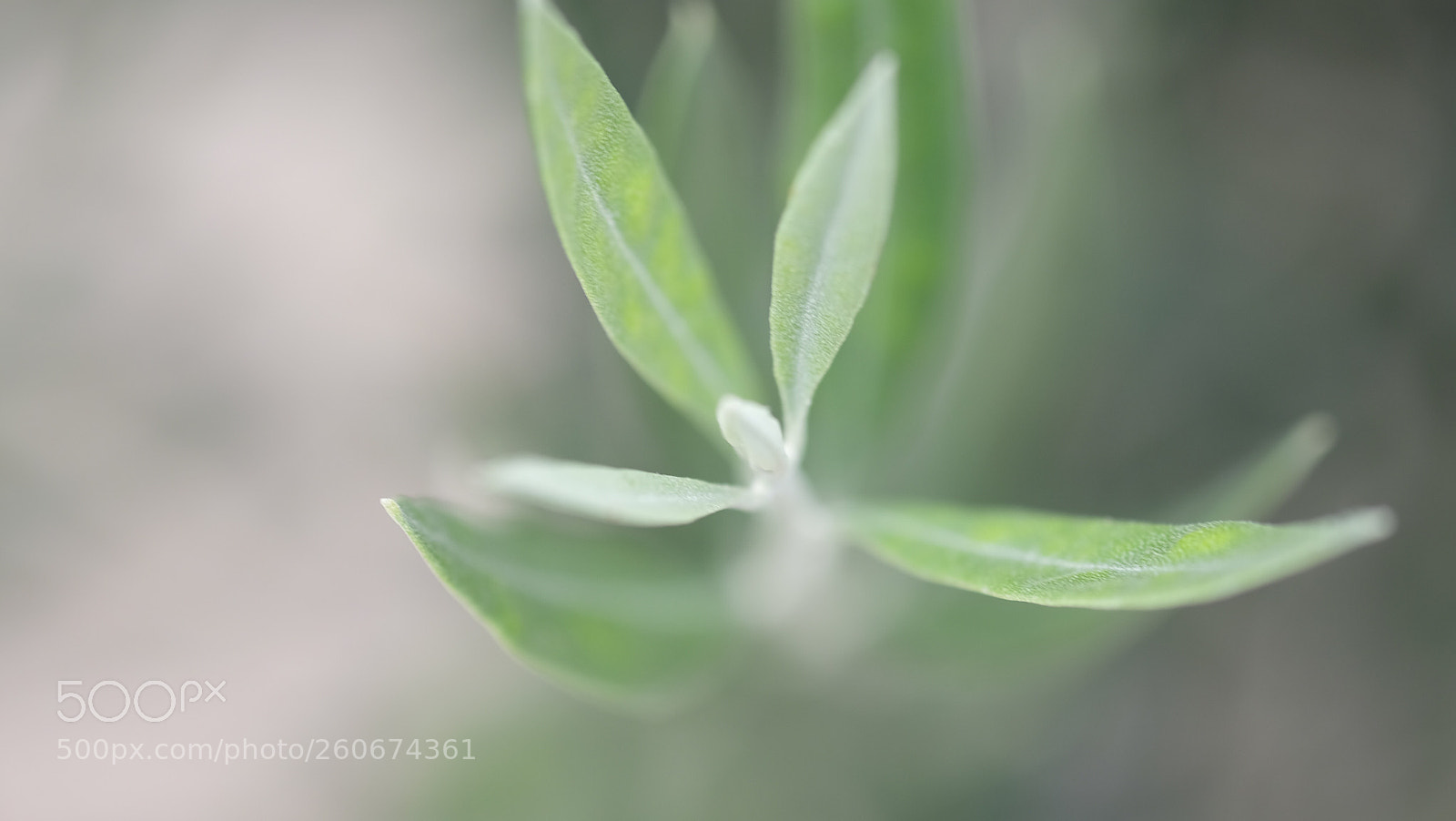 Fujifilm X-T10 sample photo. Untitled photography