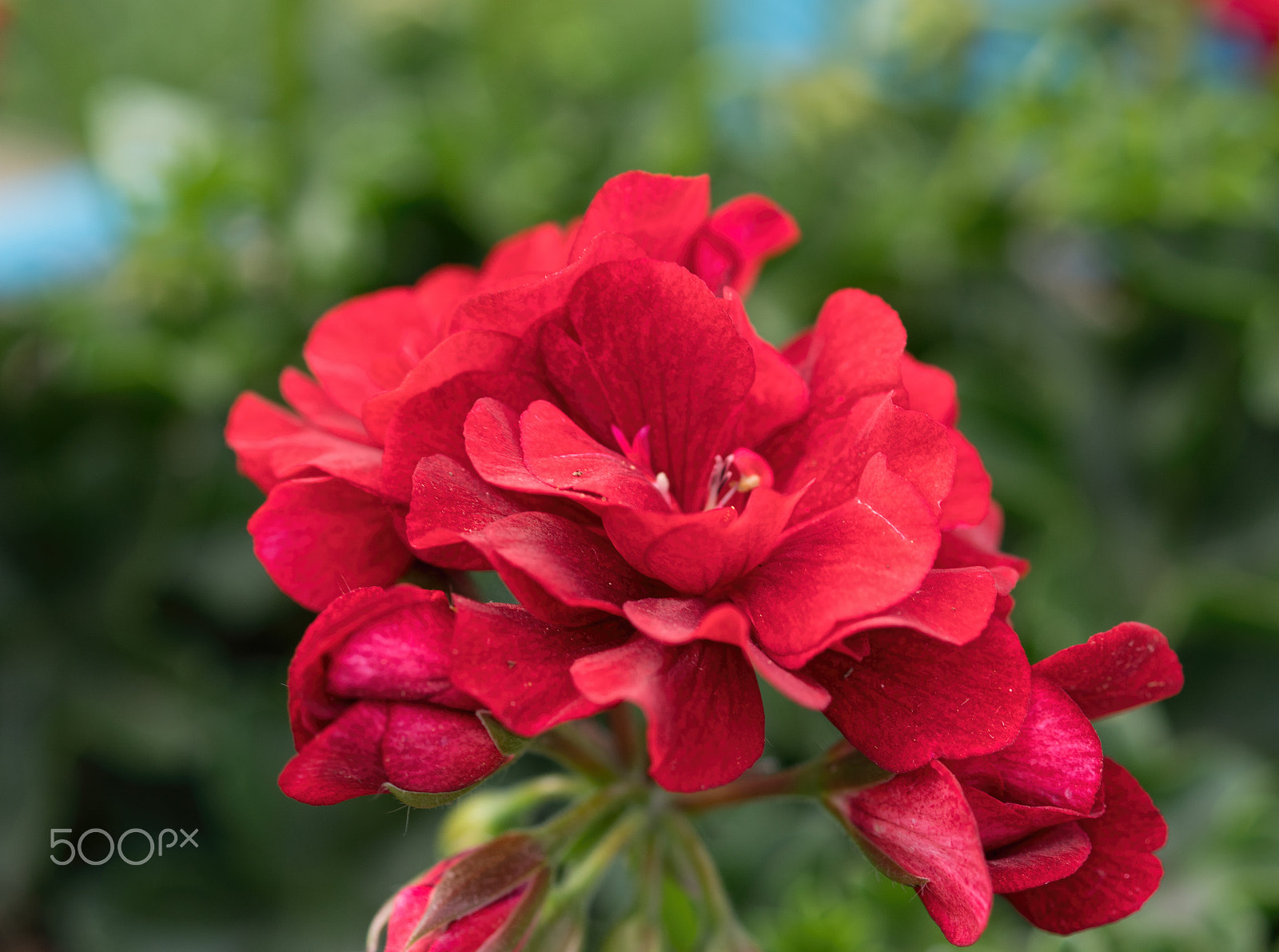 Sony SLT-A68 sample photo. More geraniums photography