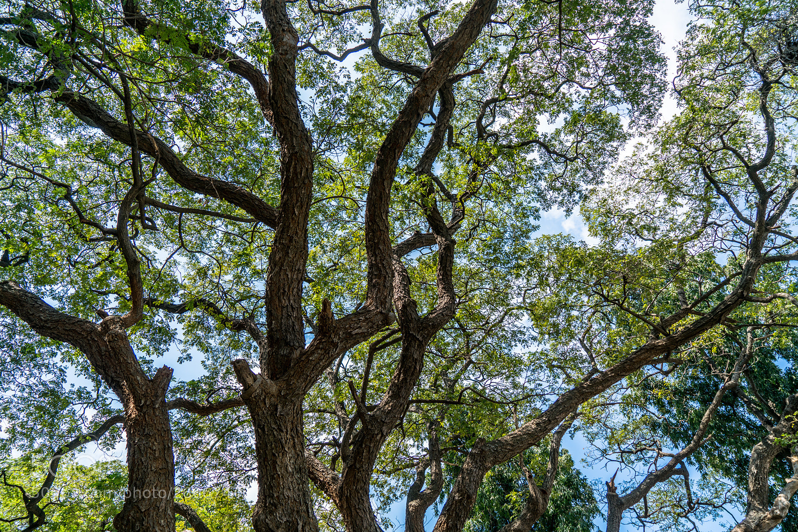 Sony a7R II sample photo. An abstract.. photography