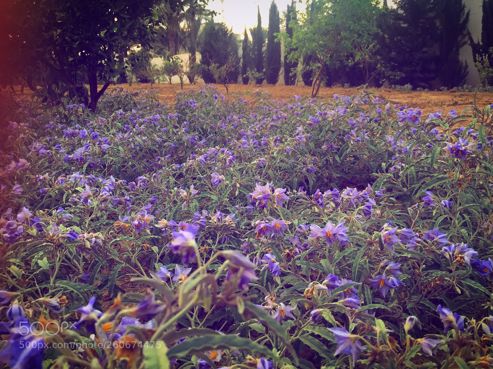Apple iPhone 6 sample photo. Purple field photography