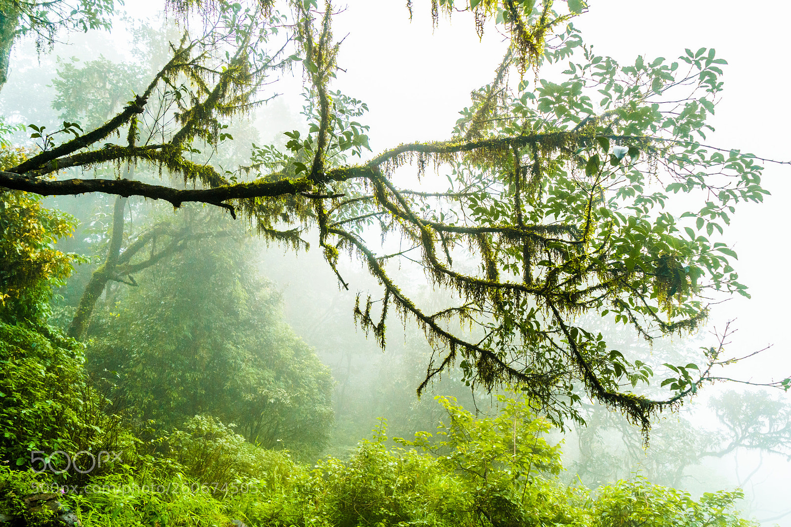 Sony a7R II sample photo. Mist in green photography