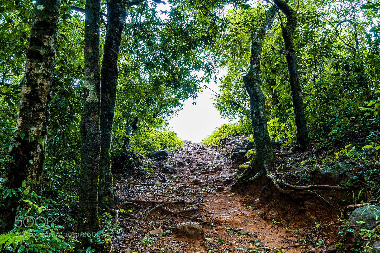 Sony a7R II sample photo. Path to paithalmala photography