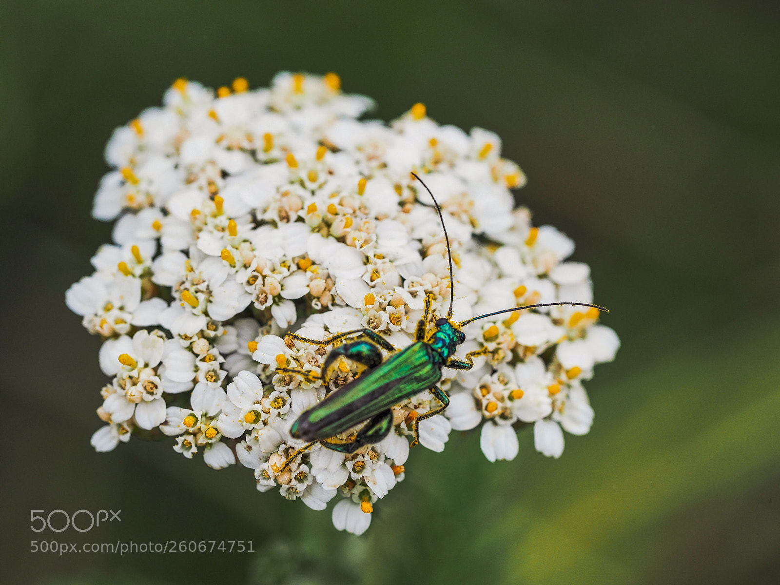 Olympus OM-D E-M1 Mark II sample photo. Macro land iii photography