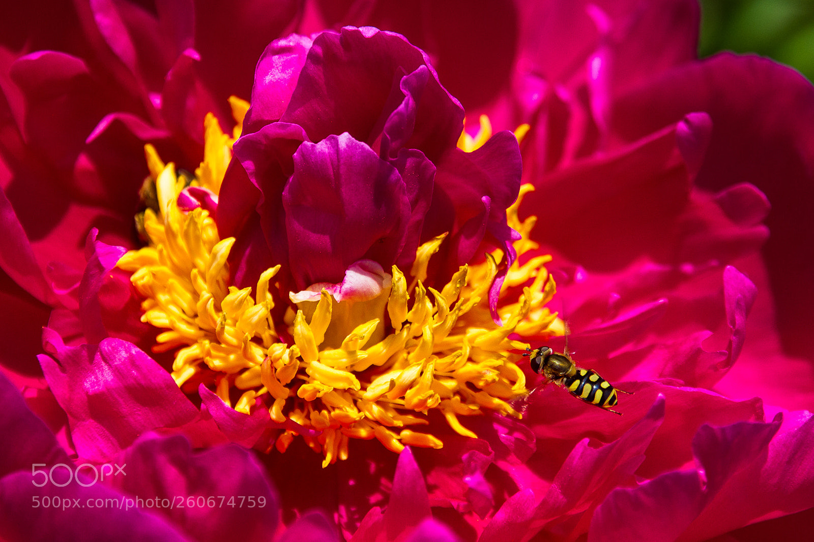 Canon EOS 7D sample photo. Flowering flowers photography