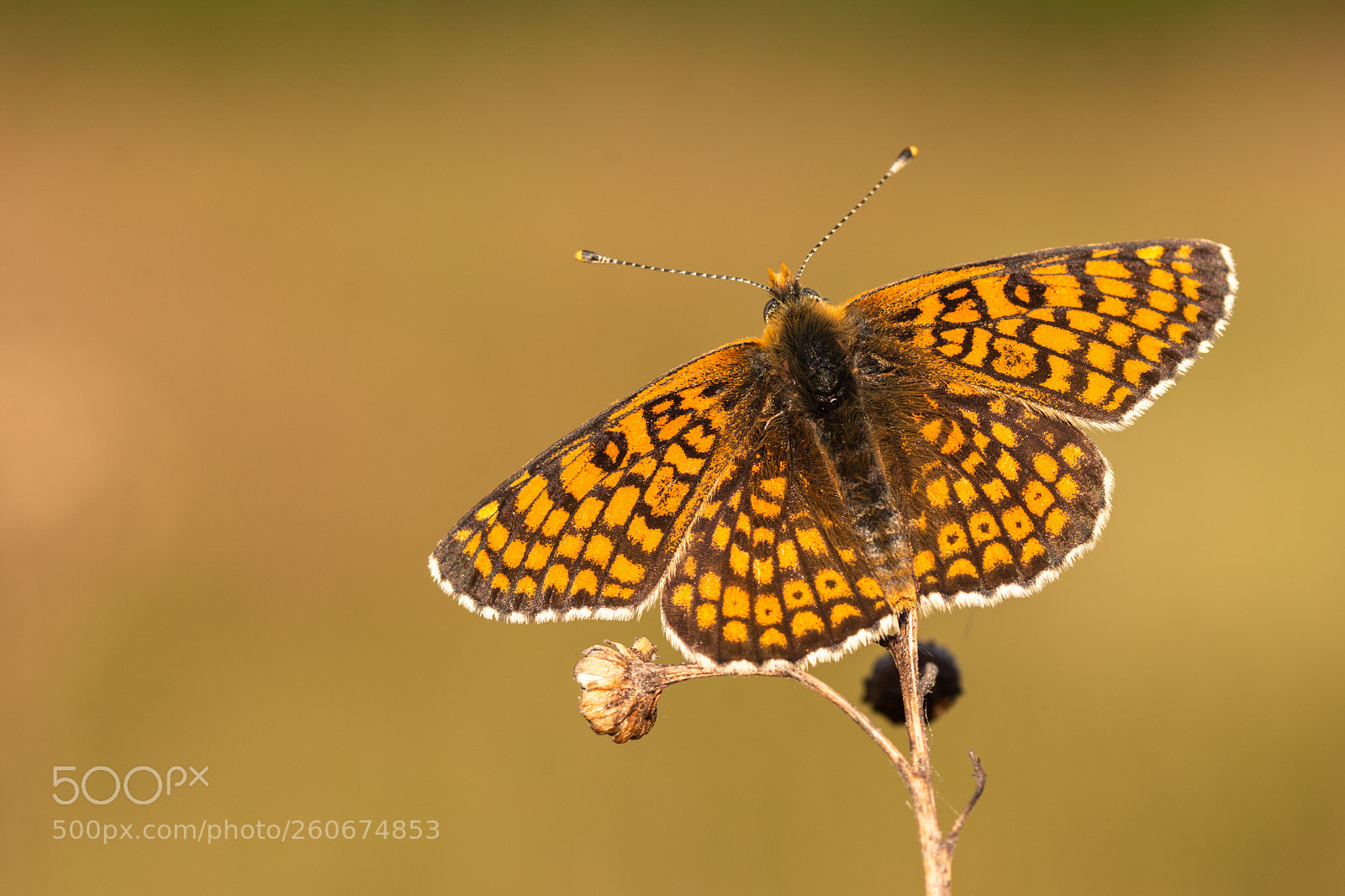Nikon D7200 sample photo. Glanville fritillary - dorsal photography