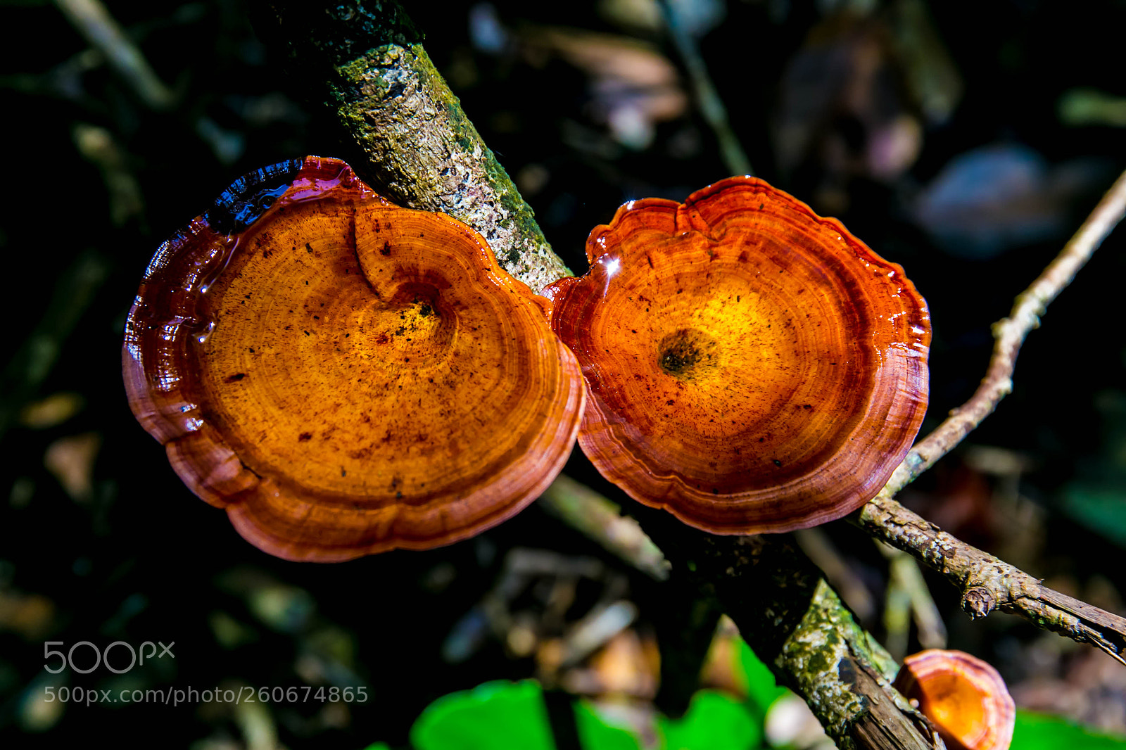 Canon EOS 6D sample photo. Mushrooms photography