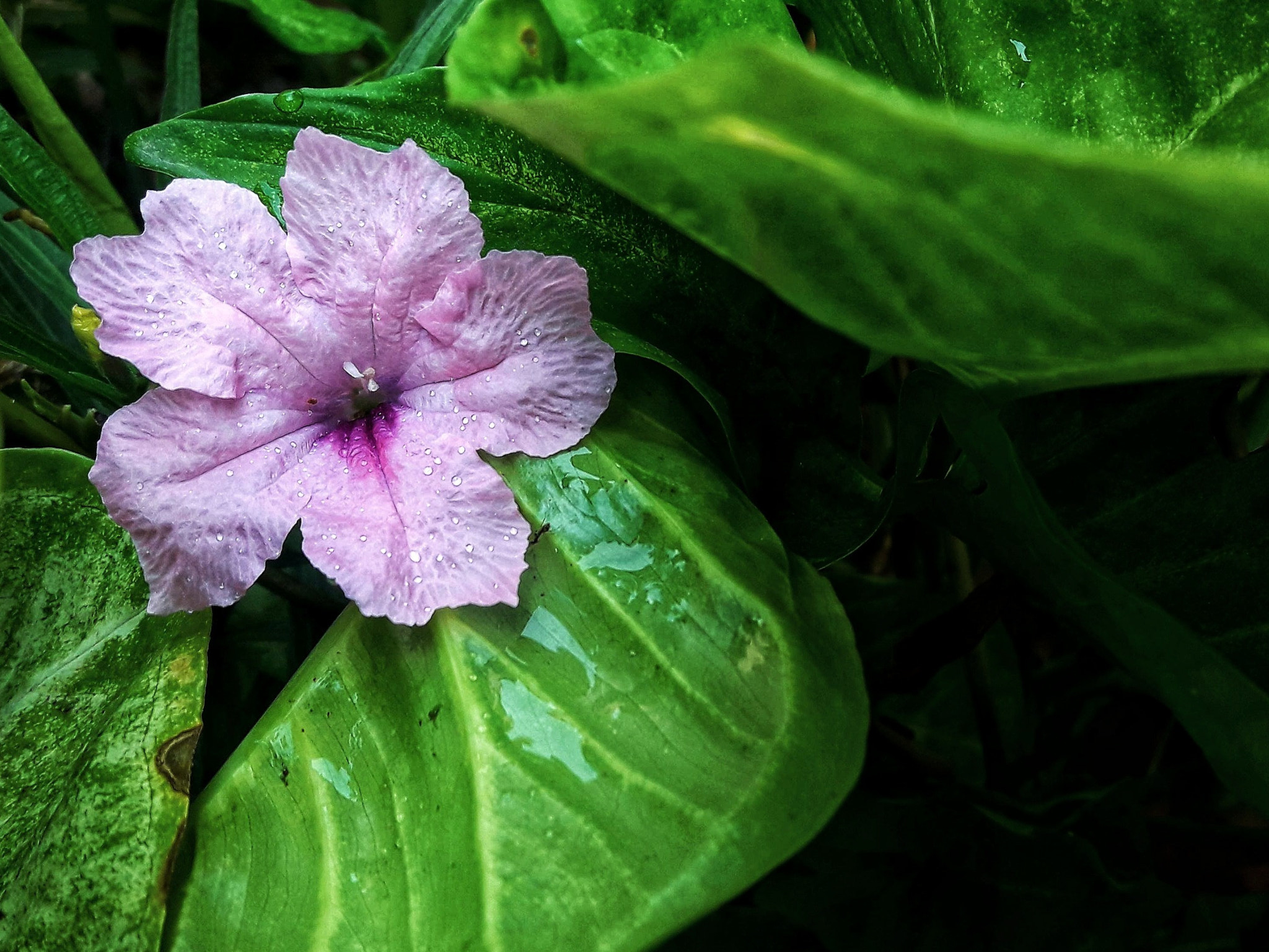 Samsung Galaxy J7 Neo sample photo. The lonely flower photography