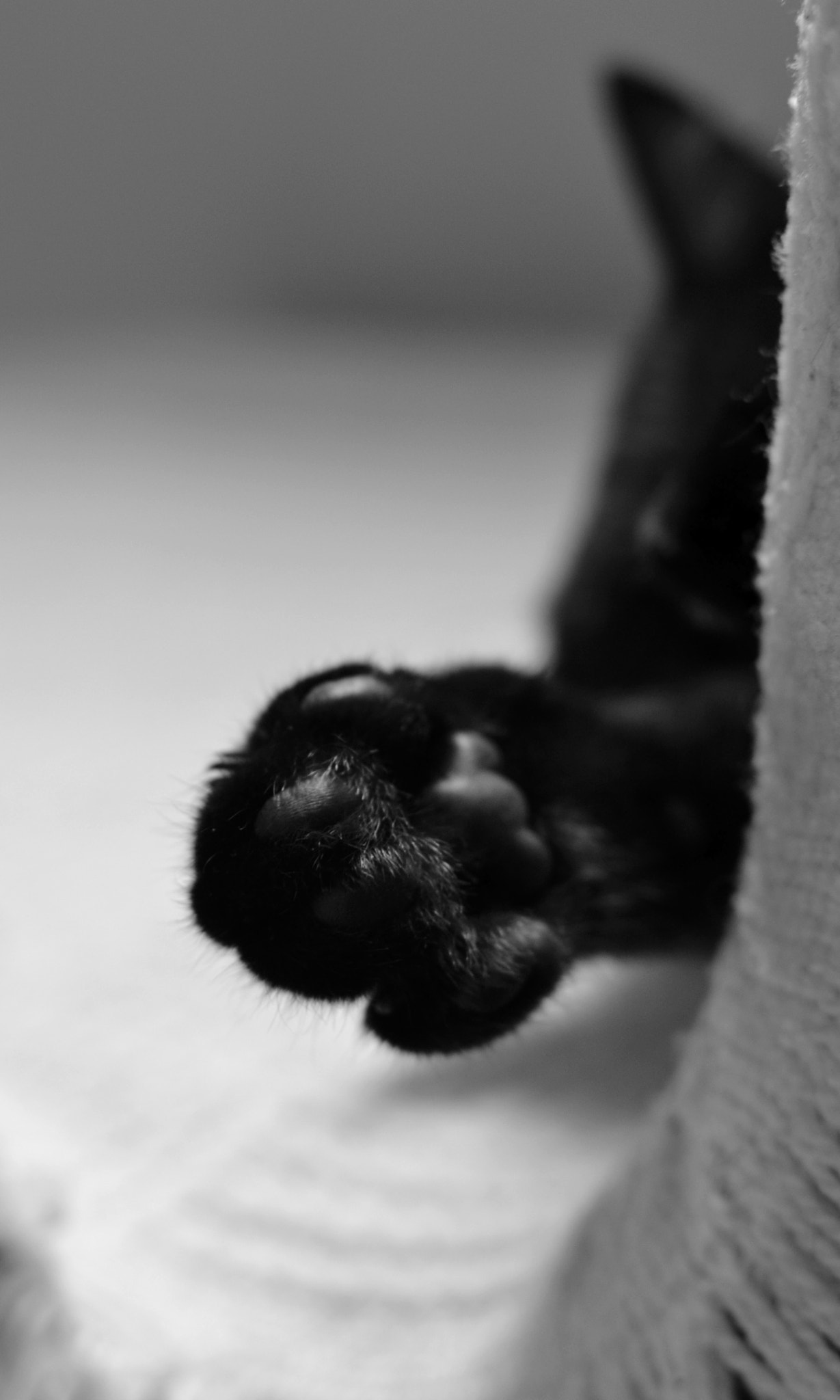 Nikon D3100 + Nikon AF-S DX Nikkor 35mm F1.8G sample photo. Meow photography