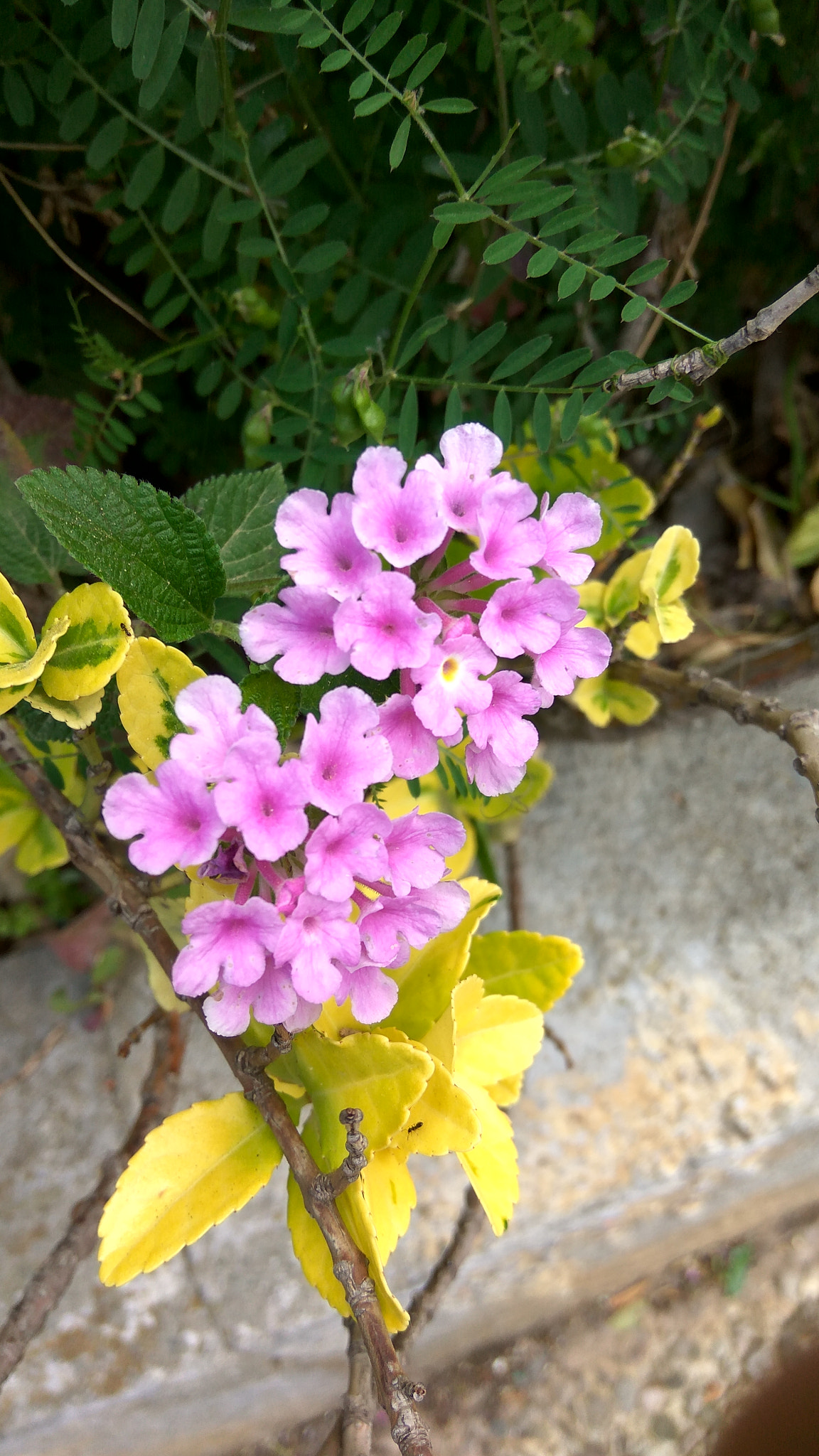 Xiaomi Redmi Note3 sample photo. Spring photography